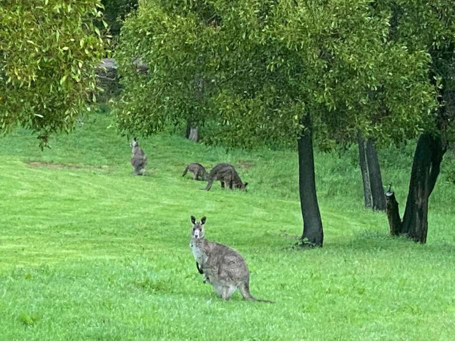 Barwite Tolmie Villa 30 Min From Mt Buller المظهر الخارجي الصورة